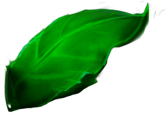 A part of the animated logo, the name is leaf_2/leaf_2_top_right_2