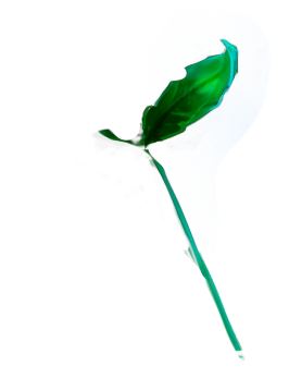 A part of the animated logo, the name is leaf_3/leaf_3_top